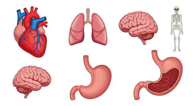 A collection of stylized human organ icons including heart, lungs, brain, and stomach, presented as graphic resources against a clean white background, emphasizing health and medical themes
