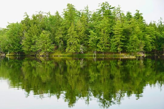 Pine forest reflected in Lake in Muskoka Ontario Canada
