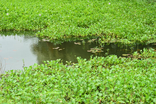 Common Water Hyacinth Plants with White Flowers Blooming in Pond