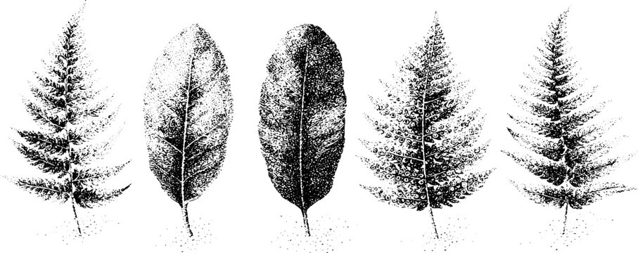 Row of five fern frond botanical ink drawings showing varied leaf venation for natural background and botanical design