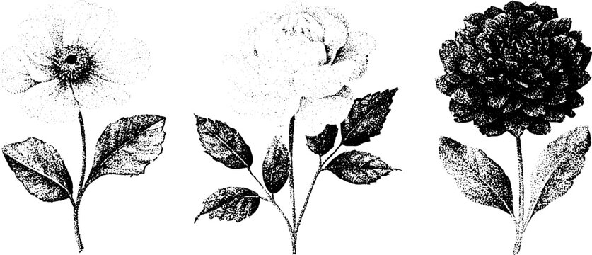 Vintage etching engraving floral bouquet trio of single stems and rose for botanical design background and decorative poster artwork