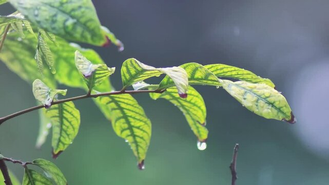 A detailed close-up shot of vibrant green leaves on a branch featuring a crystal-clear water droplet hanging from the tip.