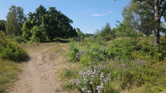 Barnack Hills and Holes, Cambridgeshire, UK - 11 June 2026: Approaching some purple wild bushes, and watching the butterflies dance all over before leaving and moving on