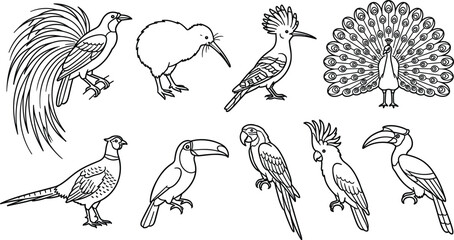 Exotic birds set with bird of paradise kiwi hoopoe peacock pheasant toucan macaw cockatoo hornbill vector line art illustration. © ARNIKA ISLAM