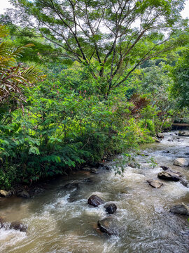 Small forest stream flowing through lush tropical vegetation, creating a peaceful natural setting ideal for relaxation, reflection, and escaping the noise of everyday life.