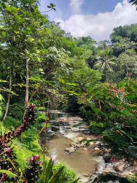 Small forest stream flowing through lush tropical vegetation, creating a peaceful natural setting ideal for relaxation, reflection, and escaping the noise of everyday life.
