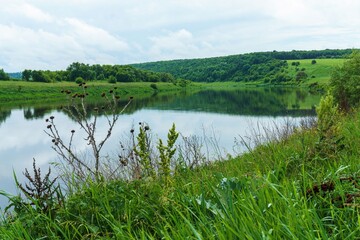 Obraz premium Scenic riverside view with still water, lush trees, rolling hills, and wild plants under a soft overcast summer sky