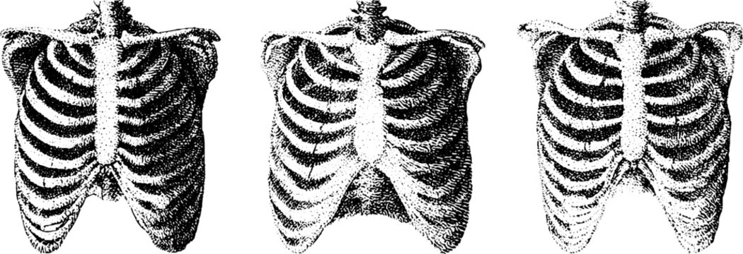 Vintage human ribcage anatomical illustration set showing sternum and thorax details for medical reference diagram and educational background