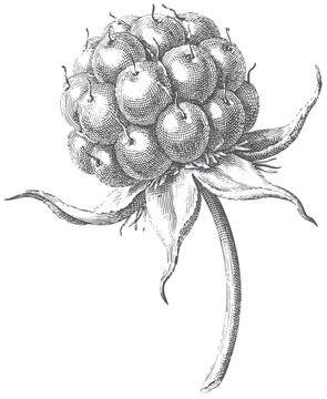 Antique botanical engraving of raspberry aggregate berry with sepals scientific fruit illustration isolated on white background
