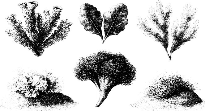 Collection of lichen and moss forms with detailed textures and organic silhouettes in stipple ink for botanical backgrounds and scientific poster layouts