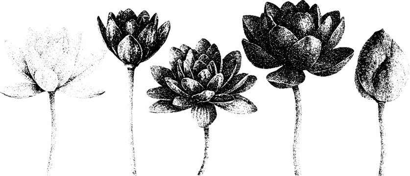 Row of black ink stipple lotus flower botanical drawings with layered petals and stems for botanical design, tattoo references and coloring page artwork