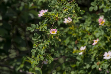 Dzika róża (Rosa spp.) o drobnych, różowych kwiatach, ciernisty krzew pnący, w wiosenny dzień. Przedstawiony  krzew  o ciernistych łodygach i delikatnych, różowych kwiatach. Kwiaty mają pięć płatków  © Grzegorz
