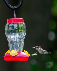 Ruby Throat Hummingbird at a feeder © William