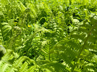 Lush bright green fern fronds filling the frame in dense forest undergrowth © swillklitch