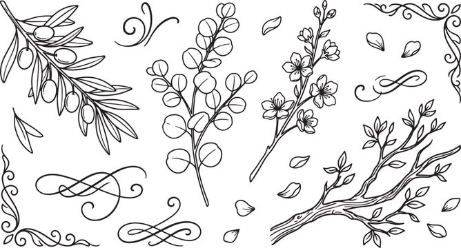 Hand drawn botanical elements collection with olive branch eucalyptus sprig floral blossoms and decorative vintage scroll corners
