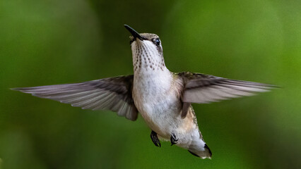Ruby Throat Hummingbird at a feeder © William