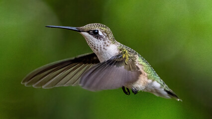 Ruby Throat Hummingbird at a feeder © William