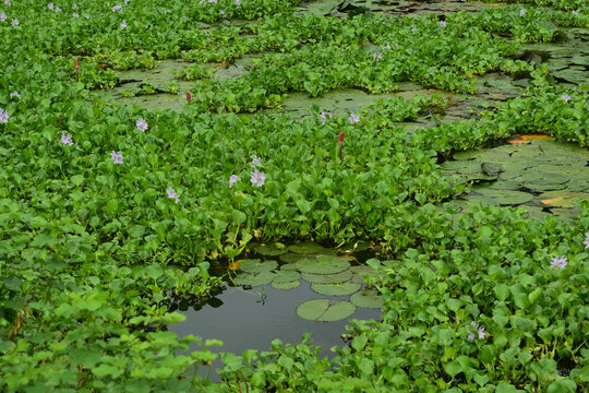 Common Water Hyacinth Plants with White Flowers Blooming in Pond