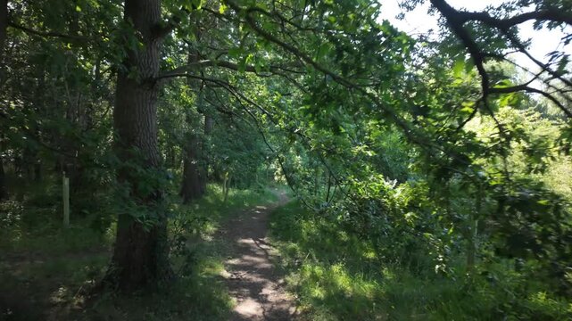 Barnack Hills and Holes, Cambridgeshire, England, UK - 11th June 2026: Walking through Barnack Hills and holes woodland trail with dappled light shining through the trees in early afternoon