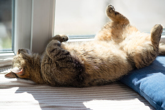 Brown Tabby Cat Sleeping on Back in Sunlight Near Window