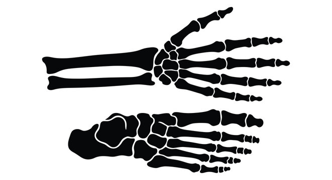 Human Hand And Foot Skeleton Anatomy Black Silhouette