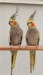 Two cockatiel parrots perched side by side on a wooden branch © Davide
