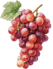 Fototapeta premium Fresh bunch of red grapes with green leaf, hand drawn watercolor illustration. Botanical art for food branding, restaurant menu, wine label, packaging design, and organic farm product marketing