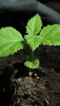 Small leafy plant stands upright as gloved hands gently support and adjust soil, leaves vibrate slightly and settle showing careful nurturing and stabilization in gardening process