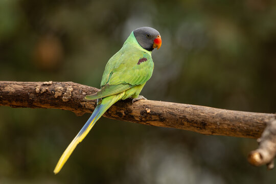 Slaty-headed parakeet perched on a branch