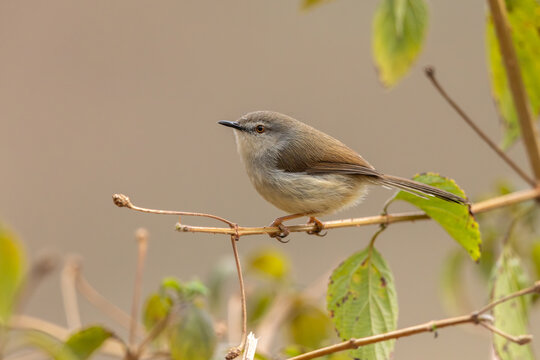 Gray-breasted prinia perched on a branch