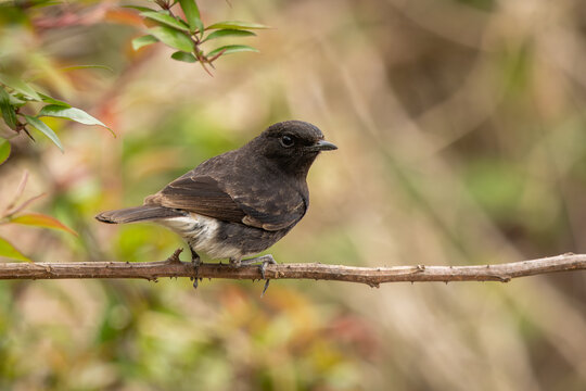 Pied bushchat perched on a branch