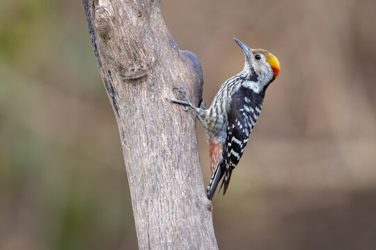 Brown-fronted woodpecker perched on a tree