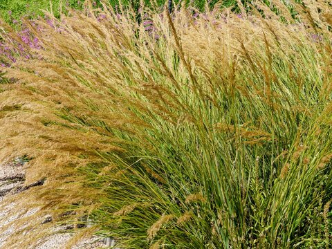 Stipa or achnatherum calamagrostis 'Alg&auml;u' - Spear grass or Rough feather grass - Clump of fine grass and linear curved green leaves appearing in cascade  long golden-beige panicles of flower plumes
