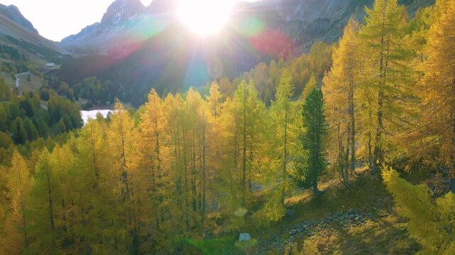 Sunward drone glide past radiant larches and alpine peaks