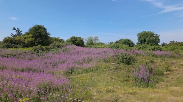 Barnack Hills and Holes, Barnack, Peterborough, Cambridgeshire, England, UK - June 11 2026: Looking out as I pass by the field of fireweed or rosebay willowherb blowing in the wind.