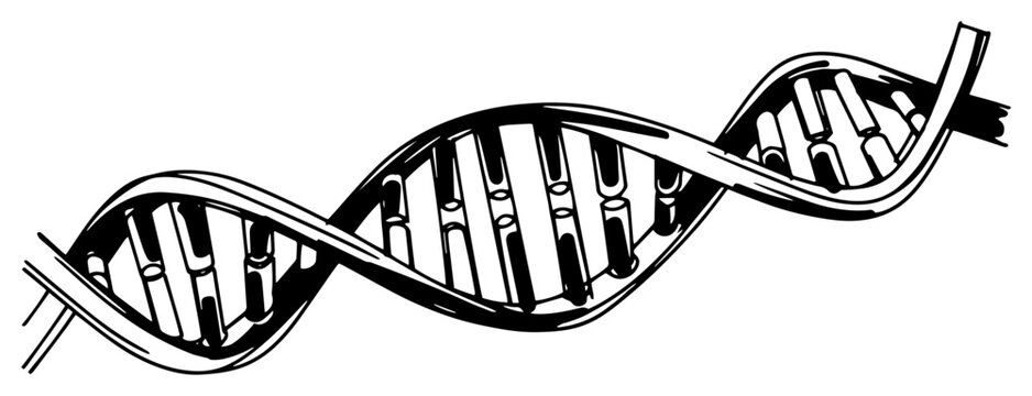 DNA double helix molecule structure sketch, genetics and biology vector illustration in vintage hand drawn engraving style, science and research concept