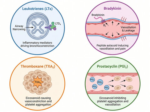 Eicosanoid signaling infographic details the specific functions of leukotrienes, bradykinin, thromboxane, and prostacyclin in regulating vascular responses and human physiological states.