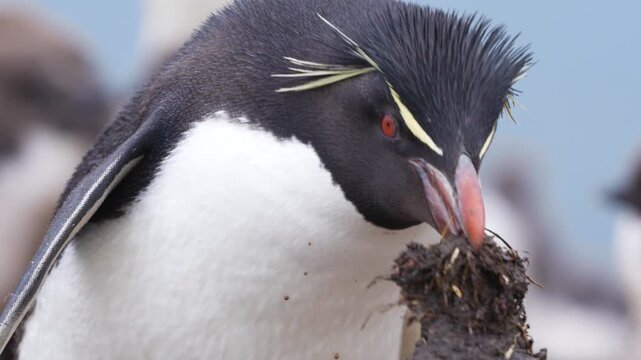 Rockhopper Penguin Close Up Cinematic Wildlife Documentary. Has Dirt Mud for Nest in His Mouth. Moves Head Around Beautiful Nature Natural Habitat.
