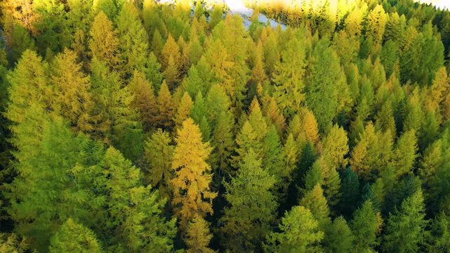 Rapid treetop drone sweep across golden larch hillside