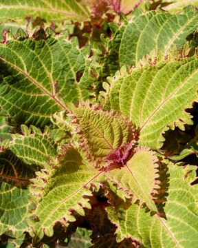 Spreading form of decorative painted nettles  'Peter"s Wonder' (Coleus scutellarioides) with fleshy, oval leaves displaying nuanced colors of green, red, purple and yellow with cut and wavy margins