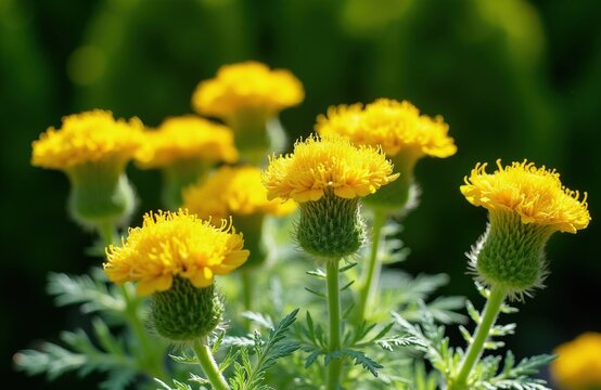 Bright yellow Achillea ageratum flowers bloom in green garden under sun. Small meadow blossoms soft petals, green stems. Fresh herbal plants grow outdoors in summer time. Natural wildflower field