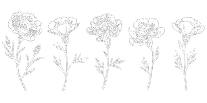 Hand-Drawn Sketch of Five Different Flowers - This image feature