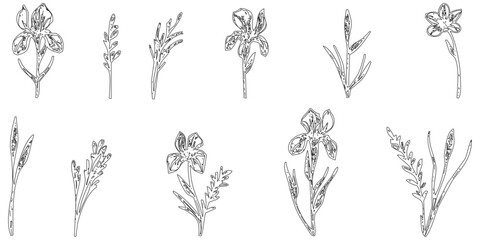 Fototapeta premium A set of hand-drawn sketches featuring various plant specie