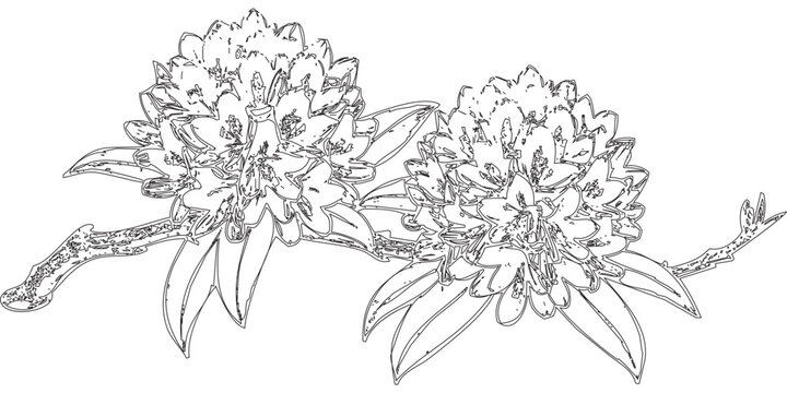 Branch with Two Flowering Heads - A simple line drawing of a branch