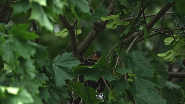 Close-up of an American robin sitting on its nest, partially hidden by leaves moving in the wind.
