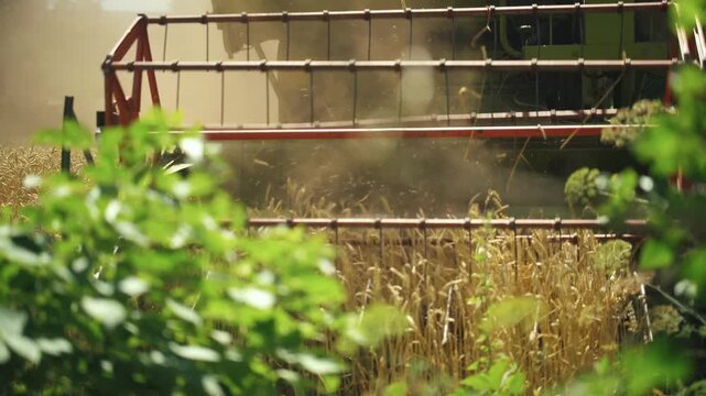 Agricultural machinery harvesting wheat in a field, with dust clouds rising and green foliage framing the scene, showcasing the continuous action of cutting and collecting crops