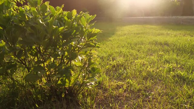 bushes and grass in summer in sunlight