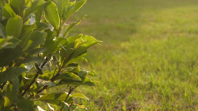 bushes and grass in summer in sunlight