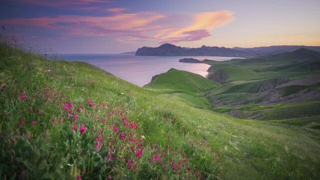 Scenic rack focus shot moving from pink wildflowers in the foreground to a beautiful sea bay with rolling green hills at sunset. Cinematic coastal nature footage under a warm evening sky.