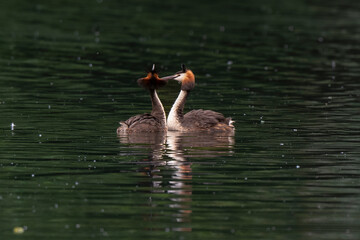 Grèbe huppé © JAG IMAGES